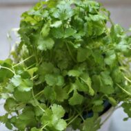 Nelesa Gardening Coriander Cilantro Vegetable Seed for Home Garden 100 seeds Pack - Image 2