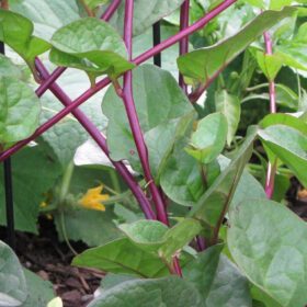 Nelesa Gardening Red Malabar Spinach Seeds (20-Seeds)