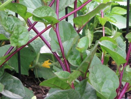 Nelesa Gardening Red Malabar Spinach Seeds (20-Seeds)