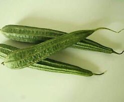 Nelesa Gardening Ridge Gourd Turai Tori Luffa Jhinga Seeds 30 Seeds