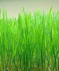 Nelesa Gardening Cat Grass Wheat Grass Triticum Aestivum Seed - Pack of 100 Seeds
