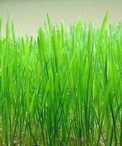 Nelesa Gardening Cat Grass Wheat Grass Triticum Aestivum Seed - Pack of 100 Seeds