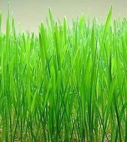 Nelesa Gardening Cat Grass Wheat Grass Triticum Aestivum Seed - Pack of 100 Seeds