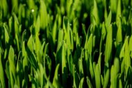 Nelesa Gardening Cat Grass Wheat Grass Triticum Aestivum Seed - Pack of 100 Seeds - Image 3