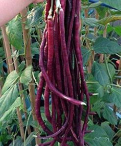 Nelesa Gardening Red Cowpea Long Yard Bean Barbatti Vegetable Seed - 50 Seeds Pack