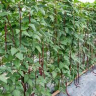 Nelesa Gardening Red Cowpea Long Yard Bean Barbatti Vegetable Seed - 50 Seeds Pack - Image 7