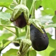 Nelesa Gardening Brinjal Black Beauty Eggpalnt 50 Seeds - Image 2