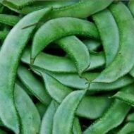 Nelesa Gardening Flat Lima Bean Lablab Sem Bakla Vegetable Seed - 20 Seeds Pack