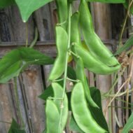 Nelesa Gardening Flat Lima Bean Lablab Sem Bakla Vegetable Seed - 20 Seeds Pack - Image 3