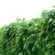 Nelesa Gardening Flat Lima Bean Lablab Sem Bakla Vegetable Seed - 20 Seeds Pack - Image 5