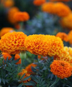 Nelesa Gardening African Marigold Flower Seeds Mix Colour 50 Seeds Pack
