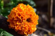 Nelesa Gardening African Marigold Flower Seeds Mix Colour 50 Seeds Pack - Image 2