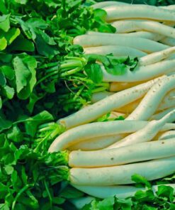 Nelesa Gardening Mooli Long White Radish Seeds – 50 Seeds for Home Gardening | Fast Growing, All Season, High Yield Vegetable Seeds for Fresh, Crisp Radishes