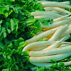 Nelesa Gardening Mooli Long White Radish Seeds – 50 Seeds for Home Gardening | Fast Growing, All Season, High Yield Vegetable Seeds for Fresh, Crisp Radishes