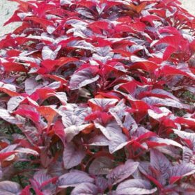Nelesa Gardening Red Spinach Amaranthus Lal Saag Vegetable Seed - 100 Seeds Pack
