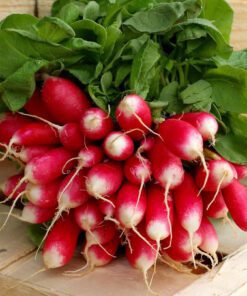 Nelesa Gardening Red Radish Lal Mooli Vegetable Seed - Pack of 50 seeds