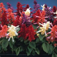 Nelesa Gardening Salvia Scarlet Sage Multicolour Salvia officinalis Flower Seed - 50 Seeds Pack - Image 6