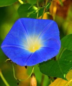 Nelesa Gardening Blue Morning Glory Seeds Ipomoea Seeds 15 seeds Pack