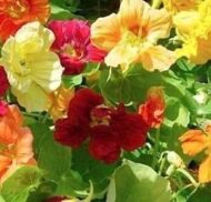Nelesa Gardening Dwarf Nasturtium Seeds, Jewel Mixture Flower Seed - Pack of 10 Seeds