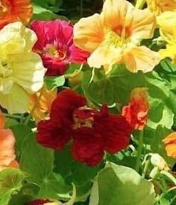 Nelesa Gardening Dwarf Nasturtium Seeds, Jewel Mixture Flower Seed - Pack of 10 Seeds