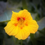 Nelesa Gardening Dwarf Nasturtium Seeds, Jewel Mixture Flower Seed - Pack of 10 Seeds - Image 3