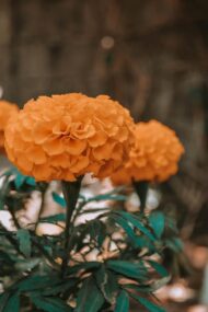 Nelesa Gardening African Marigold Crackjack Inca Mix Seed - 50 Seeds Pack - Image 5
