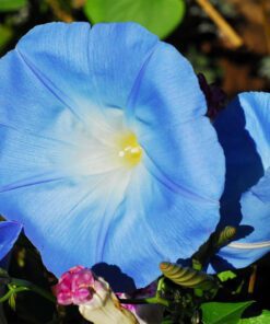 Nelesa Gardening Heavenly Blue Morning Glory Imopea Flower Seeds 15 Seeds