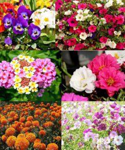Nelesa Gardening 6 Varieties Flower Seeds Combo Pack for Home Gardening, Organic Flower Seeds, Easy to Grow Flower Seeds, Fresh Blooms for Garden and Balcony, Indian Desi Flower Seeds