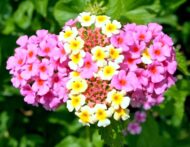 Nelesa Gardening 6 Varieties Flower Seeds Combo Pack for Home Gardening, Organic Flower Seeds, Easy to Grow Flower Seeds, Fresh Blooms for Garden and Balcony, Indian Desi Flower Seeds - Image 2