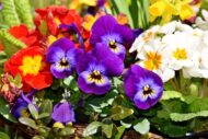 Nelesa Gardening 6 Varieties Flower Seeds Combo Pack for Home Gardening, Organic Flower Seeds, Easy to Grow Flower Seeds, Fresh Blooms for Garden and Balcony, Indian Desi Flower Seeds - Image 3