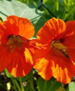 Nelesa GardeningNasturtium Jewel Mixture Flower Seeds 10 Seeds