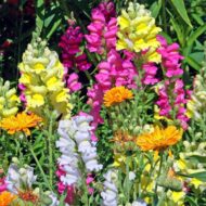 Nelesa Gardening Antirrhinum Snapdragon Flower Seeds Multicolour – 100 Seeds Pack | Vibrant Garden Blooms | Easy-to-Grow Flower Seed for Home Garden