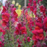 Nelesa Gardening Antirrhinum Snapdragon Flower Seeds Multicolour – 100 Seeds Pack | Vibrant Garden Blooms | Easy-to-Grow Flower Seed for Home Garden - Image 3