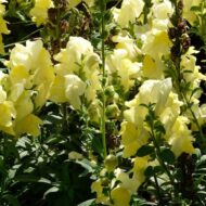 Nelesa Gardening Antirrhinum Snapdragon Flower Seeds Multicolour – 100 Seeds Pack | Vibrant Garden Blooms | Easy-to-Grow Flower Seed for Home Garden - Image 4