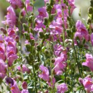 Nelesa Gardening Antirrhinum Snapdragon Flower Seeds Multicolour – 100 Seeds Pack | Vibrant Garden Blooms | Easy-to-Grow Flower Seed for Home Garden - Image 7