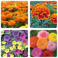 4 Varieties - Flower Seeds Combo Pack -50 African Marigold, 50 French Marigold, 50 Petunia, 50 Zinnia Seeds | Total 200 Seeds for Home
