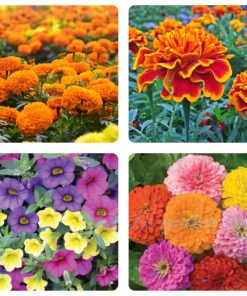 4 Varieties - Flower Seeds Combo Pack -50 African Marigold, 50 French Marigold, 50 Petunia, 50 Zinnia Seeds | Total 200 Seeds for Home