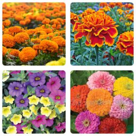4 Varieties - Flower Seeds Combo Pack -50 African Marigold, 50 French Marigold, 50 Petunia, 50 Zinnia Seeds | Total 200 Seeds for Home