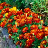 4 Varieties - Flower Seeds Combo Pack -50 African Marigold, 50 French Marigold, 50 Petunia, 50 Zinnia Seeds | Total 200 Seeds for Home - Image 3