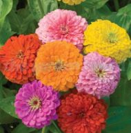4 Varieties - Flower Seeds Combo Pack -50 African Marigold, 50 French Marigold, 50 Petunia, 50 Zinnia Seeds | Total 200 Seeds for Home - Image 5