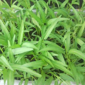 Water Spinach Seeds (Kangkong) – 100 Non-GMO High Germination Seeds | Fast-Growing Leafy Vegetable for Kitchen Garden, Balcony, Hydroponic & Soil Cultivation