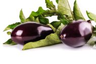 Black Beauty Brinjal Hybrid Seeds 50 Seeds Pack for Home Gardeners - Image 5
