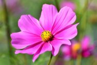 Cosmos Flower Hybrid Mix Colour Seed - 40 Seeds Pack