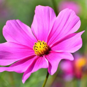 Cosmos Flower Hybrid Mix Colour Seed - 40 Seeds Pack
