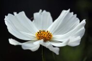 Cosmos Flower Hybrid Mix Colour Seed - 40 Seeds Pack - Image 3