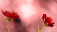 Cosmos Flower Hybrid Mix Colour Seed - 40 Seeds Pack - Image 5