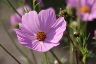 Cosmos Flower Hybrid Mix Colour Seed - 40 Seeds Pack - Image 6