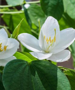 Live Dwarf Bauhinia acuminata Plant | White Kanchan Flower Plant