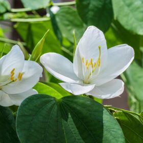 Live Dwarf Bauhinia acuminata Plant | White Kanchan Flower Plant