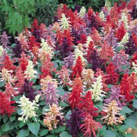 Salvia Scarlet Sage Multicolour Salvia officinalis Flower Seed - 50 Seeds Pack